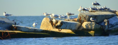 Sunning Seagulls in Pass Christian, MS
