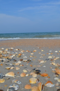 Seashells scattered along the first coast