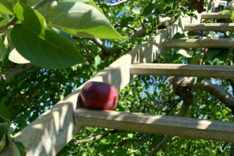 Apple Picking in Saratoga, NY
