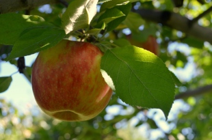 Apple Picking in Saratoga, NY