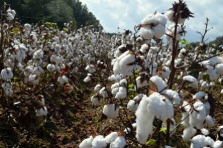 Field of Cotton in North, MS