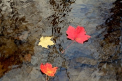 Fall in Glenville, NY