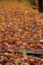 Fall in Glenville, NY